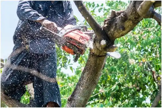 tree services Boston